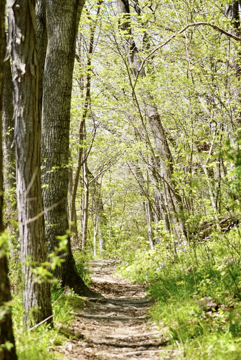 A quiet wooded walking trail in spring at Palisades-Kepler State Park